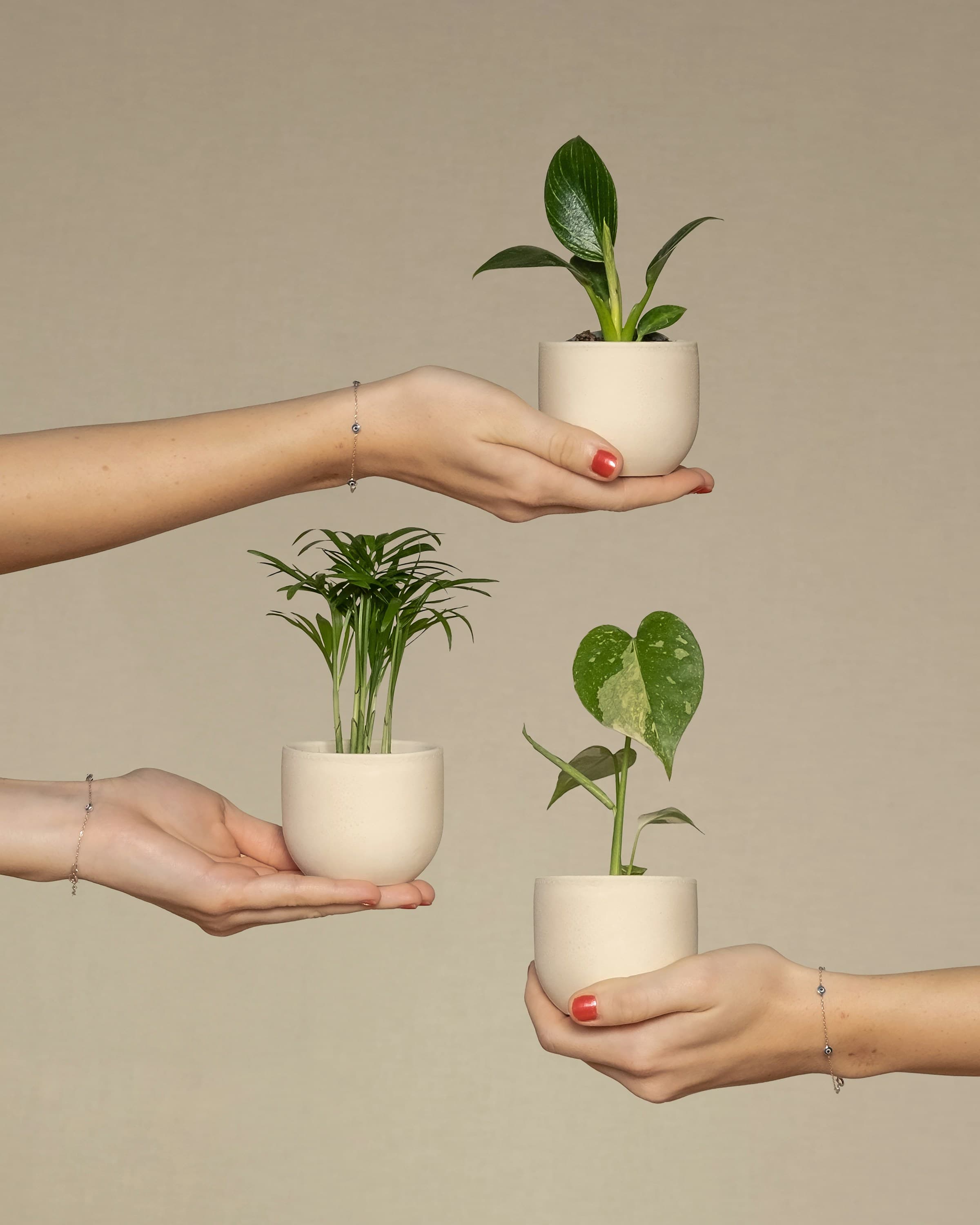 Three small plants being held by hands